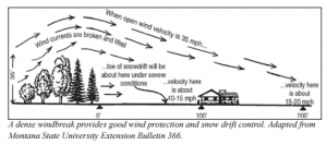 windbreak