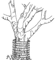 treeTrunkBarrier image of a tree trunk barrier to reduce beaver damage
