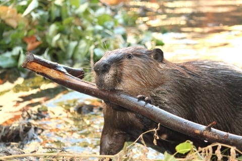 beaver_CherylReynolds_WorthADam image of a beaver chewing on a tree branch