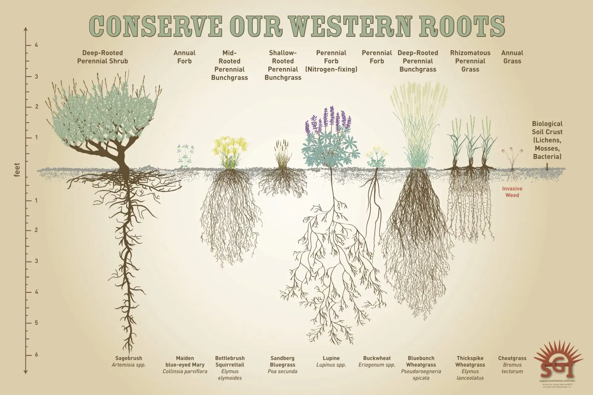 graphic showing root depths of plants